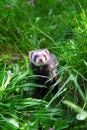Sable ferret on the grass. Royalty Free Stock Photo