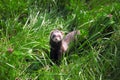 Sable ferret on the grass. Royalty Free Stock Photo