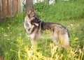 Sable German Shepherd Dog Portrait Outdoors Standing