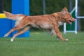 Sable gold working novoscotia duck tolling retriever dog running agility Royalty Free Stock Photo