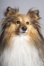 Sable shetland Sheepdog portrait