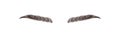 Sable style eyebrows. Permanent make-up and lamination. Brow studio logo. Linear vector Illustration in trendy