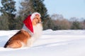 Sable and white Shetland sheepdog cute winter portrait with funny Santa hat