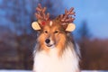 Sable white tricolor shetland sheepdog winter portrait with funny deer horns