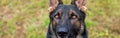 Sable working German Shepherd face close up. Eyes of a working police dog. Royalty Free Stock Photo