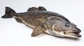 Sablefish displays its distinct physical characteristics against a clean white backdrop highlighting its scales and Royalty Free Stock Photo