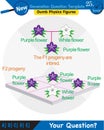 Biology, Heredity Combination, next generation question template