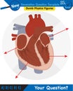 Biology, parts of the heart, next generation question template