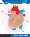 Biology, parts of the heart, next generation question template