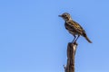 Sabota Lark in Kruger National park, South Africa Royalty Free Stock Photo