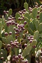 Sabra cactus fruit Royalty Free Stock Photo