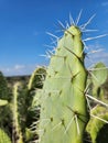 A Sabra cactus leaf Royalty Free Stock Photo