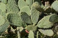 Sabra cactus plant, Israel. Opuntia cactus with large flat pads and red thorny edible fruits. Royalty Free Stock Photo
