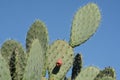 Sabra cactus plant, Israel. Opuntia cactus with large flat pads and red thorny edible fruits. Royalty Free Stock Photo