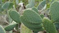 Sabra cactus plant, Israel. Opuntia cactus with large flat pads and red thorny edible fruits. Prickly pears fruit Royalty Free Stock Photo