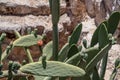 Sabra cactus plant, named after Israeli person, located in Jerusalem, Israel Royalty Free Stock Photo