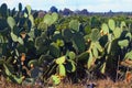 Sabra fruits of Opuntia Ficus-indica in the fields of Kibbutz Kfar Glikson in the northwest of Israel. Royalty Free Stock Photo