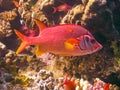 Sabre squirrelfish (Sargocentron spiniferum), fish hiding in corals on a reef in the Red Sea Royalty Free Stock Photo