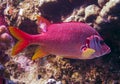 Sabre squirrelfish (Sargocentron spiniferum), fish hiding in corals on a reef in the Red Sea Royalty Free Stock Photo