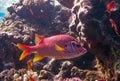 Sabre squirrelfish (Sargocentron spiniferum), fish hiding in corals on a reef in the Red Sea Royalty Free Stock Photo