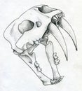 Sabre tooth tiger scull drawing