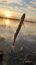 Sabrefish caught in Dnipro river in sunset rays Royalty Free Stock Photo