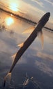 Sabrefish caught in Dnipro river in sunset rays