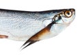 Sabrefish Pelecus cultratus isolated Royalty Free Stock Photo