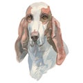 The Sabueso Espanol watercolor hand painted dog portrait