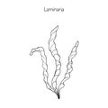 Saccharina latissima, or kelp Royalty Free Stock Photo