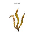 Saccharina latissima, or kelp Royalty Free Stock Photo