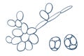 Saccharomyces cerevisiae yeast, illustration