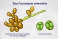 Saccharomyces cerevisiae yeast, illustration