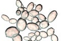 Saccharomyces cerevisiae yeast