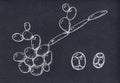 Saccharomyces cerevisiae yeast, scientific illustration