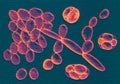 Saccharomyces cerevisiae yeasts, illustration