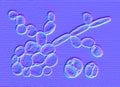 Saccharomyces cerevisiae yeasts, illustration