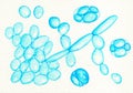 Saccharomyces cerevisiae yeasts, illustration