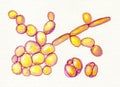 Saccharomyces cerevisiae yeasts, illustration