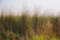 Saccharum Spontaneum Flower. Beautiful white kash or kans grass flower with Cloudy Sky in summer time Royalty Free Stock Photo