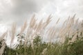 Saccharum Spontaneum flower, Kans grass,wild sugarcane grass flower. Royalty Free Stock Photo