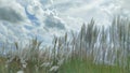 Saccharum Spontaneum ,Grass With Sky And Cloud Background