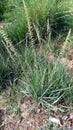 Saccharum spontaneum kans grass flower Royalty Free Stock Photo