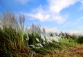 Saccharum spontaneum or Kans grass Royalty Free Stock Photo