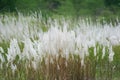 Saccharum spontaneum or Wild Sugarcane Grass or Kans Grass Royalty Free Stock Photo