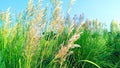 Wild sugarcane kans grass stock