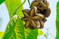 Sacha Inchi Nut Royalty Free Stock Photo