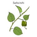 Sacha inchi Plukenetia volubilis , medicinal plant Royalty Free Stock Photo