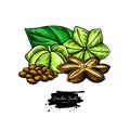 Sacha inchi vector drawing. Botanical illustration of hand drawn peanuts. Herbal style sketch.