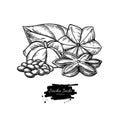 Sacha inchi vector drawing. Hand drawn peanuts, leaf and pile of seeds. Botanical illustration.